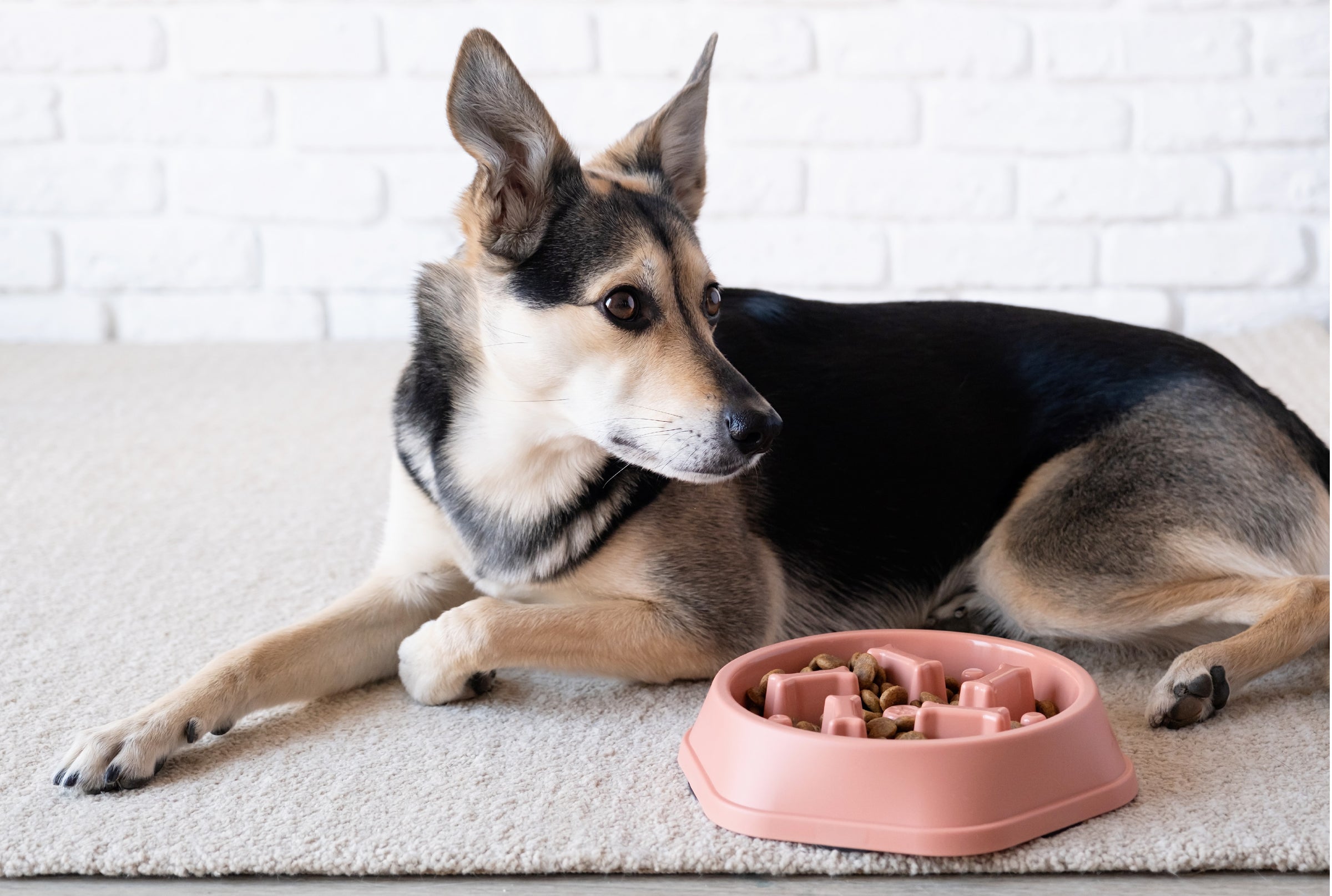 Slow Feeder Bowl