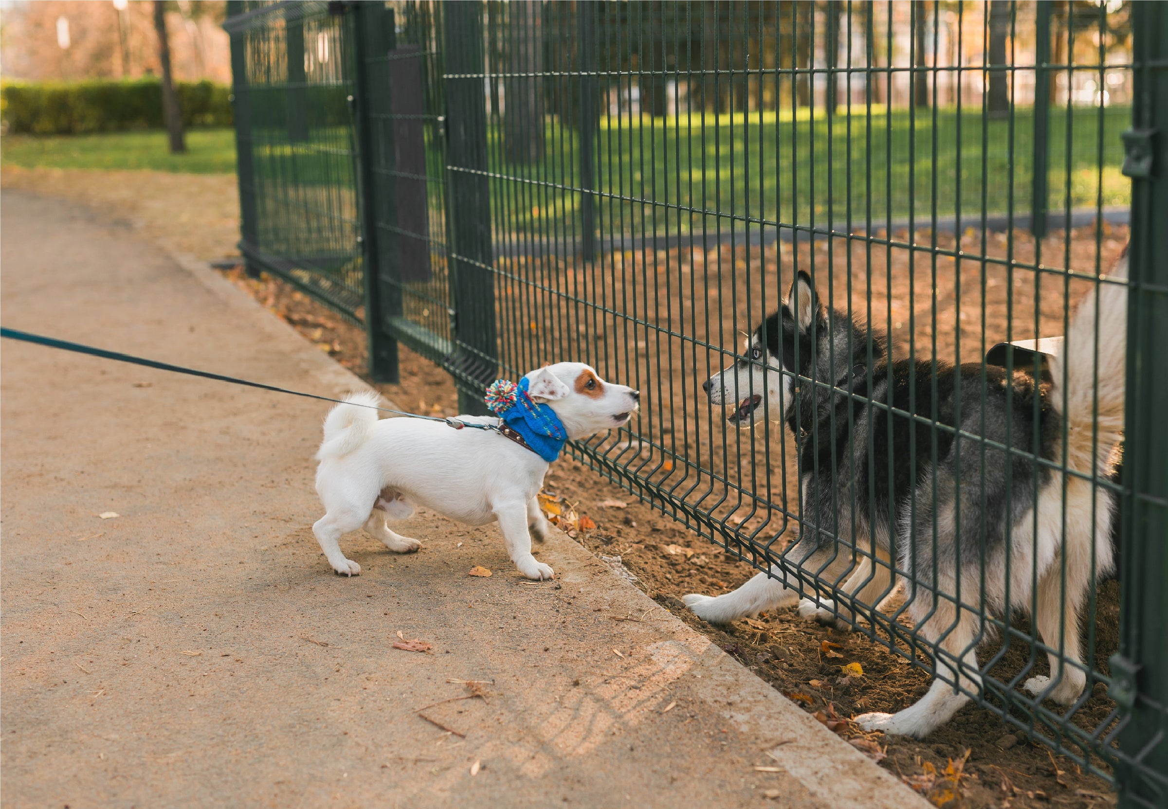 Dog Fence