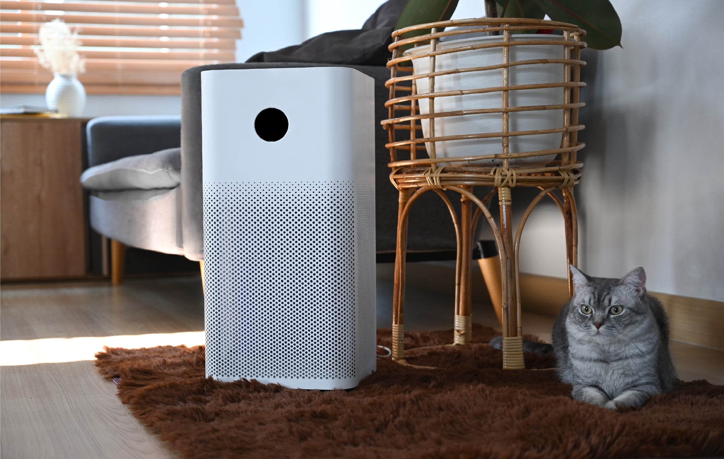 Pet Air Purifier