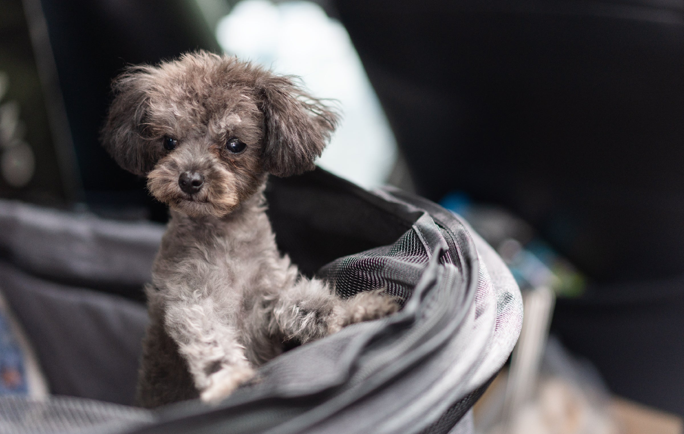 Dog Car Bed