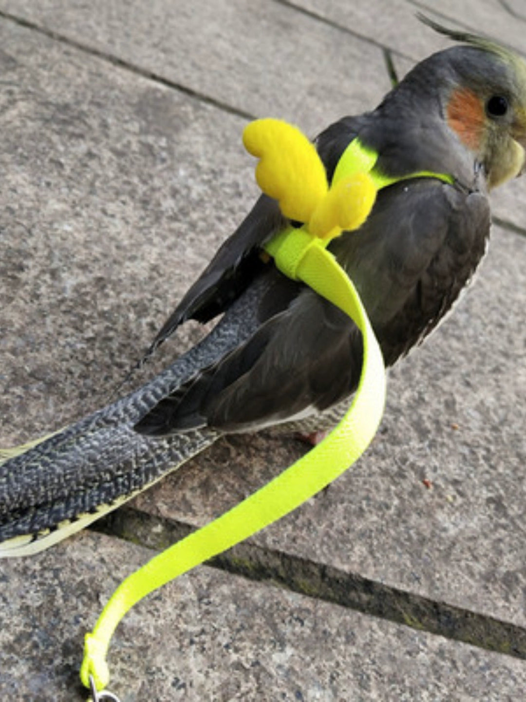 Ultra-Light Bird Outing Strap Flight Rope Tiger Skin Peony Hand Holding Rope Xuanfeng Parrot Flying Rope Walking Bird Handy Gadget