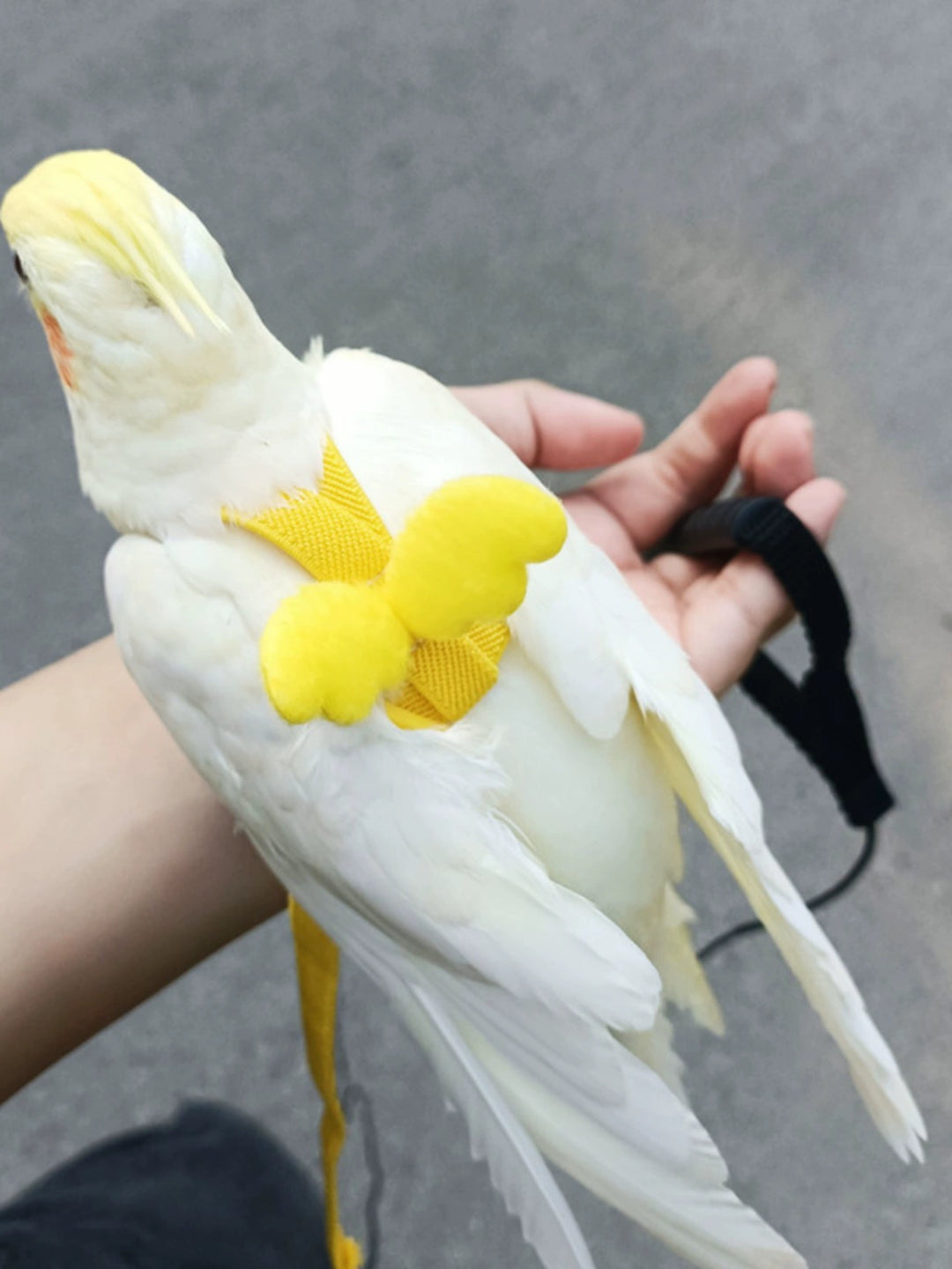 Ultra-Light Bird Outing Strap Flight Rope Tiger Skin Peony Hand Holding Rope Xuanfeng Parrot Flying Rope Walking Bird Handy Gadget