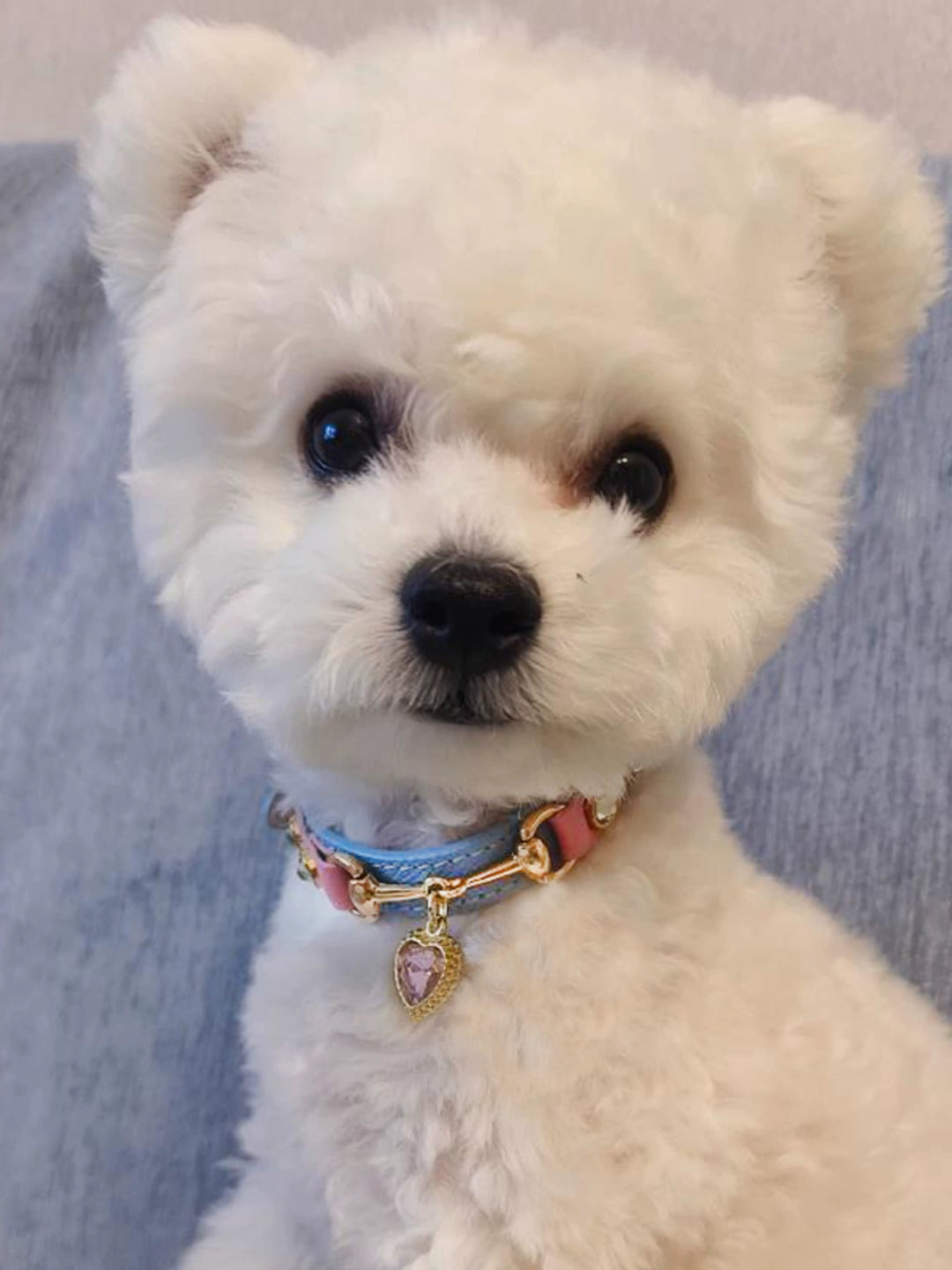 A Pair of Buckles Genuine Leather Cat Collar West VIP Xiaoxue Highland Bichon Frise Collar Leather Hand Holding Rope Pet Tie Dog Collar