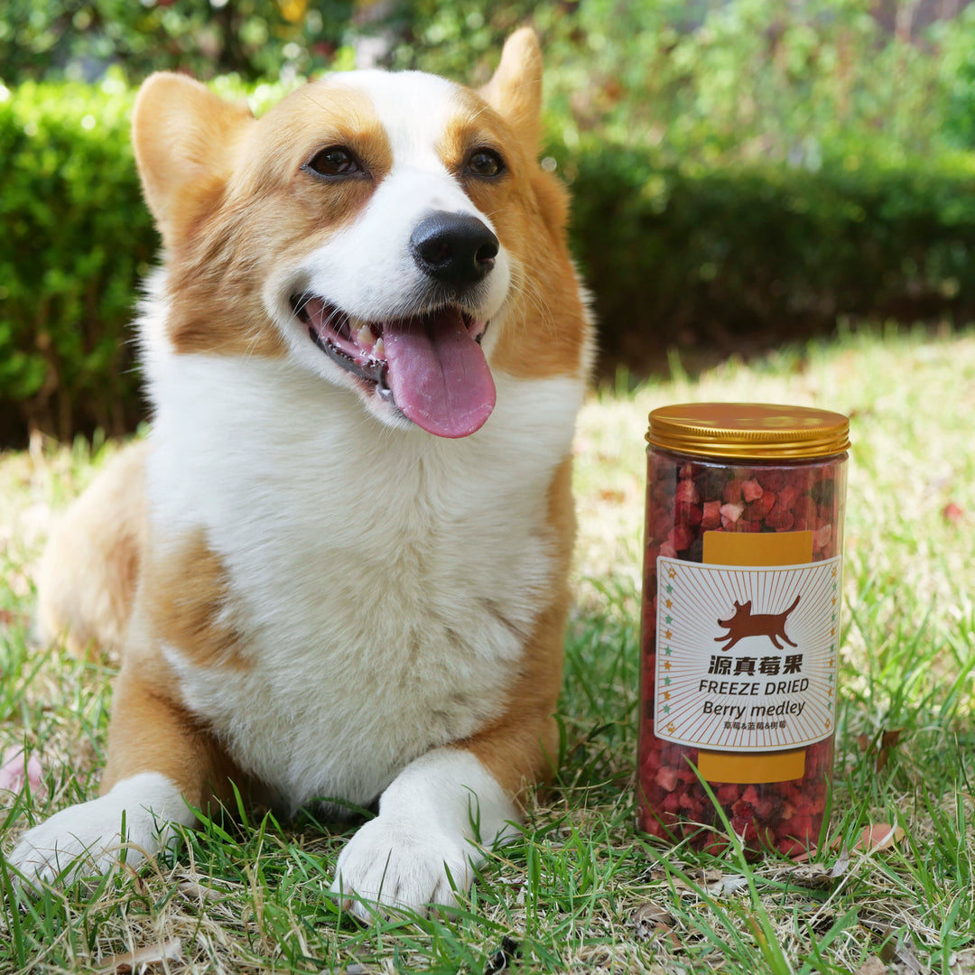 Mixed Freeze-Dried Berry Oil-Free Diuresis Detoxification Pet Dog