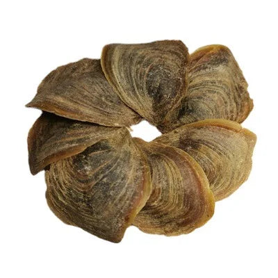 10/100g 3-6cm Incense Product Natural Sea Dried Operculum Shell Murex Snail Seashell for Sale