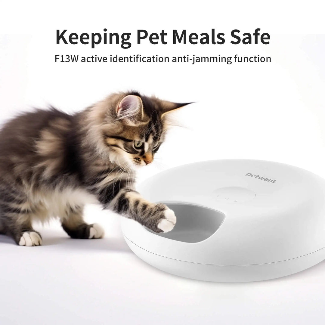 Petwant Smart Wireless Cat Dog Small Animals 6 meals Dry Wet Food Dispenser APP WIFI Remote Timed Automatic Pet Bowls Feeder