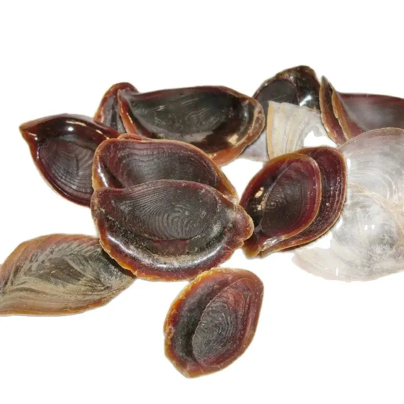 10/100g 3-6cm Incense Product Natural Sea Dried Operculum Shell Murex Snail Seashell for Sale