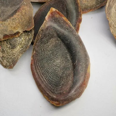 10/100g 3-6cm Incense Product Natural Sea Dried Operculum Shell Murex Snail Seashell for Sale