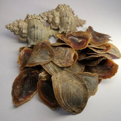 10/100g 3-6cm Incense Product Natural Sea Dried Operculum Shell Murex Snail Seashell for Sale